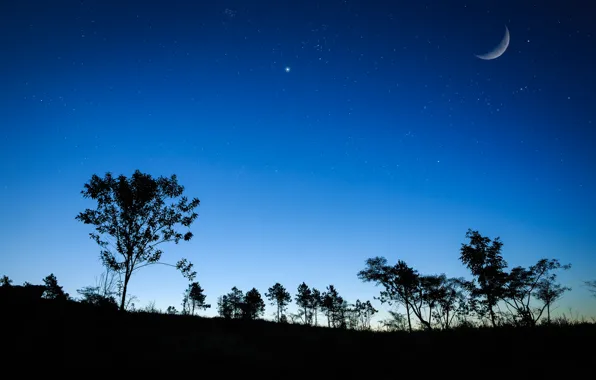 The sky, grass, stars, trees, night, The moon, silhouette