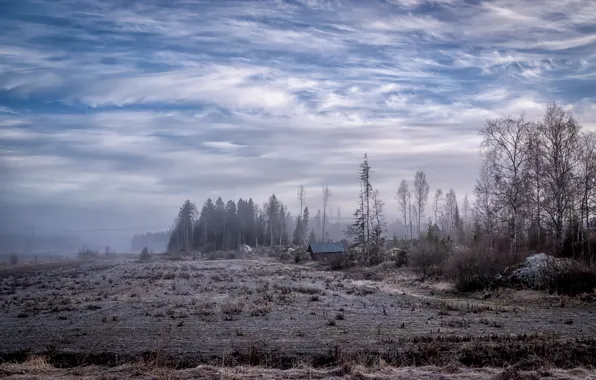 Picture field, forest, fog, home