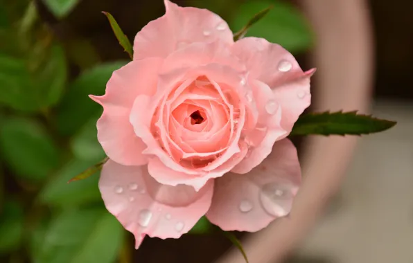 Drops, macro, pink, rose, petals, Bud