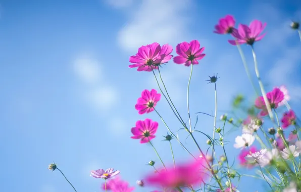 Picture summer, the sky, flowers, blue, pink, cosmos