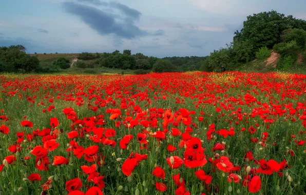 Flowers, Maki, meadow, poppy field