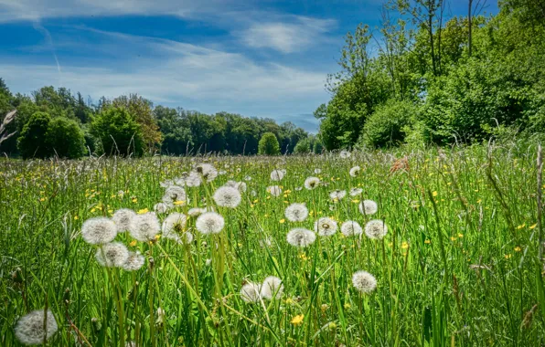 Picture greens, field, forest, the sky, grass, clouds, trees, flowers