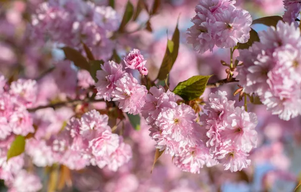 Flowers, branches, spring, pink, flowering, almonds, bokeh