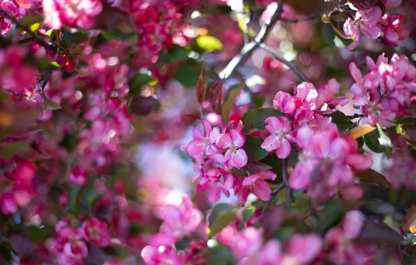 Leaves, light, flowers, branches, spring, pink, Apple, flowering