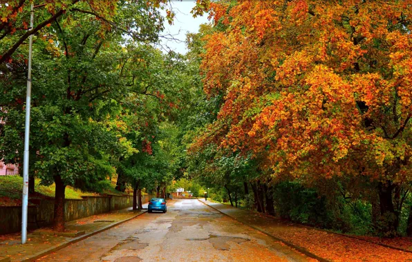 Picture Road, Autumn, Trees, Machine, Car, Fall, Foliage, Autumn