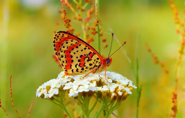 Picture Butterfly, Flowers, Flowers, Bokeh, Bokeh, Butterfly