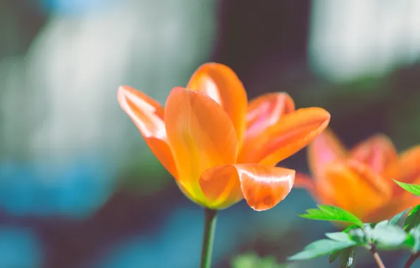 Flower, orange, petals