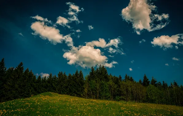 Forest, the sky, grass, clouds, trees, flowers