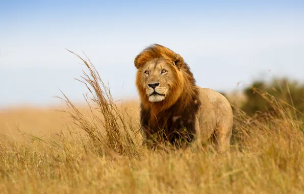 Look, the wind, Leo, the king of beasts, Savannah, Africa, observation, the scrutinizing