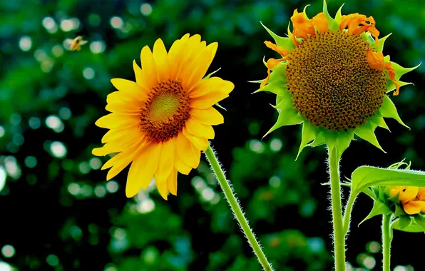 Leaves, nature, sunflower, petals