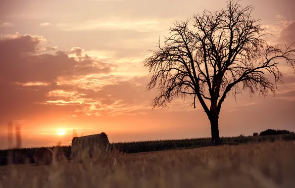 Field, trees, sunset, the stubble