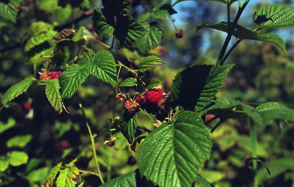 Picture nature, Bush, strawberries
