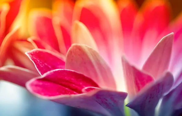 Picture flowers, red, nature, pink, tenderness, petals, petal