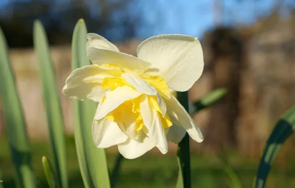 Flower, spring, blooming