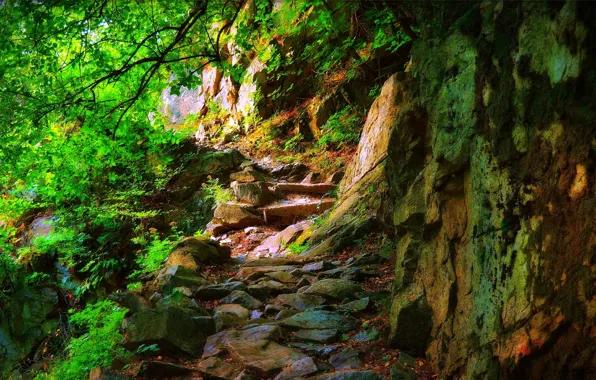 Picture Greens, Stones, Nature, Green