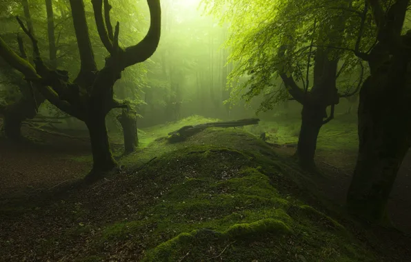 Picture grass, trees, landscape, nature, leaves, sunlight, trunk, mist