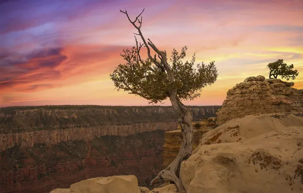 Mountains, open, tree, rocks, height, morning, canyons