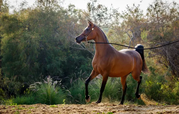 Horse, horse, grace, posing, Arab