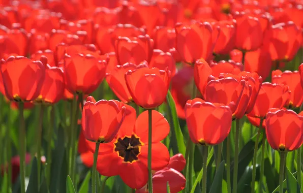 Tulips, buds, a lot, red tulips