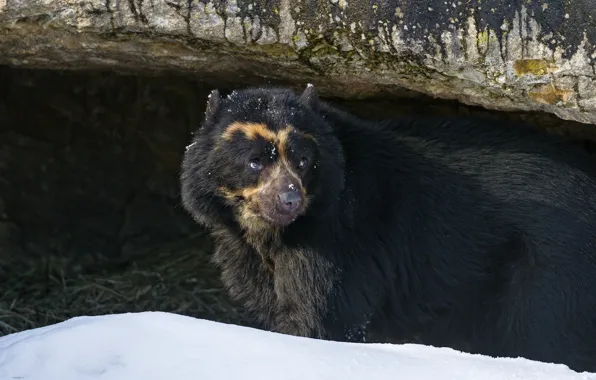 Winter, look, snow, bear, spectacle