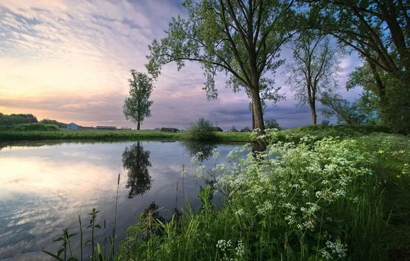 Greens, summer, the sky, the sun, clouds, light, trees, flowers
