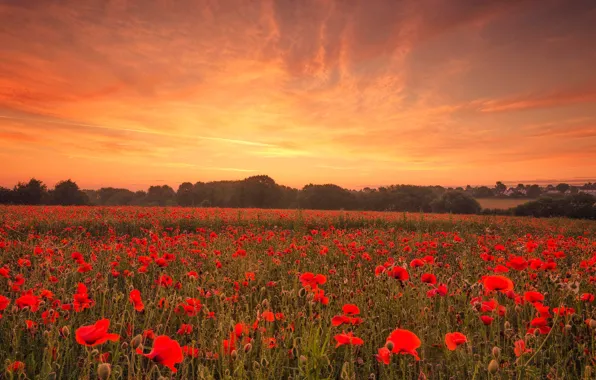Field, the sky, clouds, trees, landscape, sunset, flowers, nature