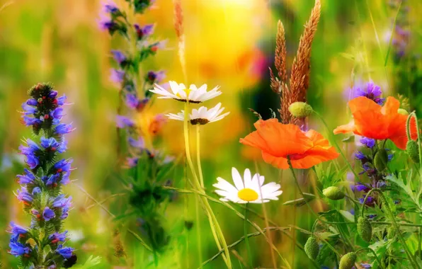 Summer, flowers, nature