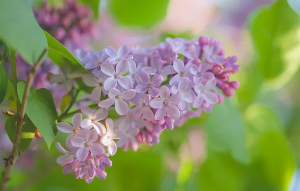 Picture macro, branch, bunch, lilac