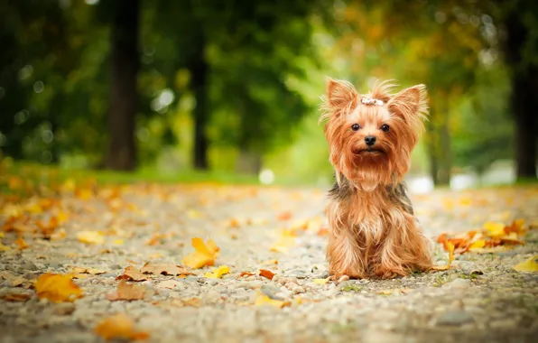Autumn, look, each, dog