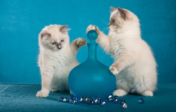Look, glass, cats, pose, kitty, background, blue, the game