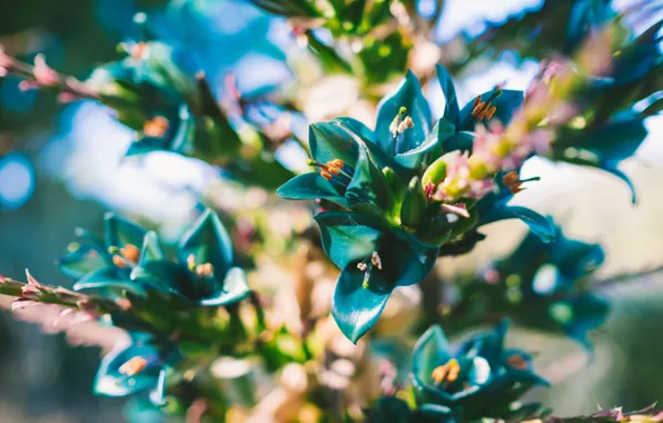 Picture flowers, petals, blue