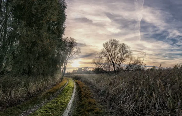 Picture road, nature, morning