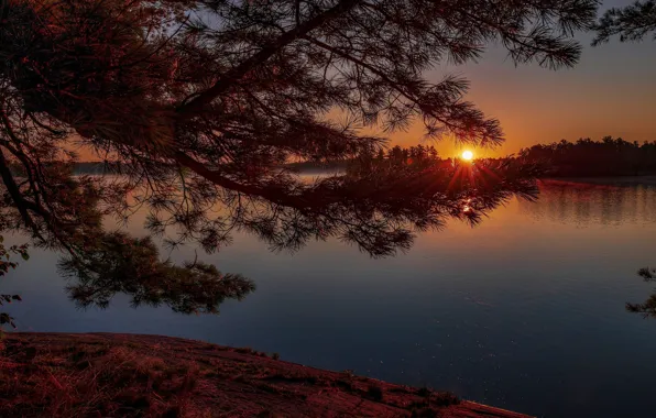 Picture the sun, rays, light, trees, sunset, branches, lake, shore