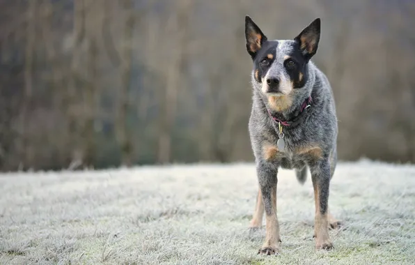 Look, dog, Australian Cattle Dog