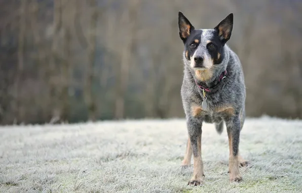 Picture look, dog, australian cattle dog