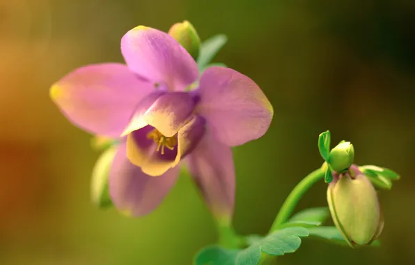 Picture flower, nature, plant