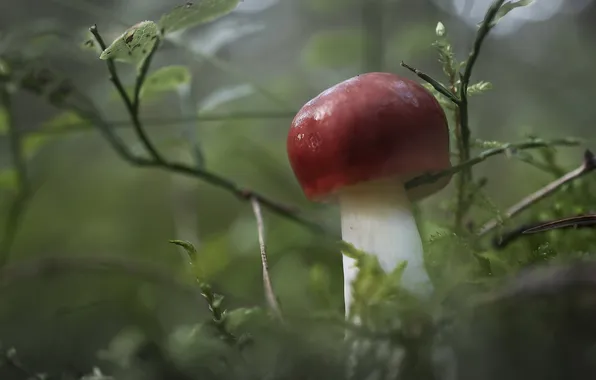 Macro, nature, mushrooms