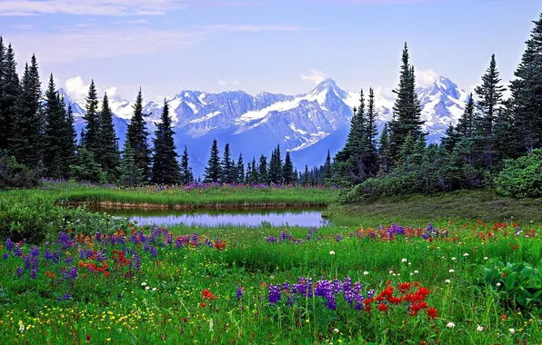 Trees, landscape, flowers, mountains