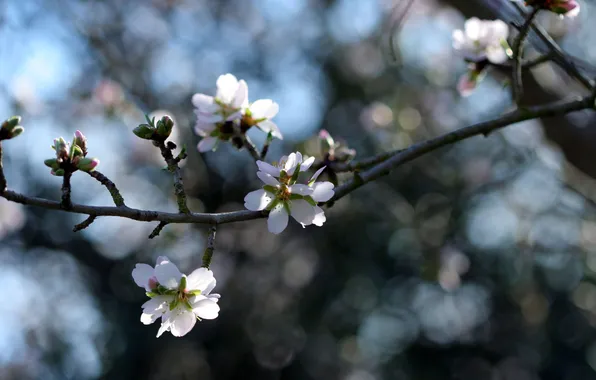 Branches, nature, color, spring