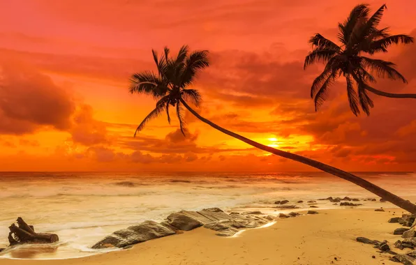 Sand, sea, beach, sunset, palm trees, shore, beach, sea