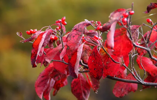 Autumn, leaves, branches, red, berries