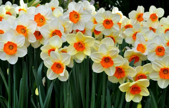 Picture flowers, a lot, daffodils
