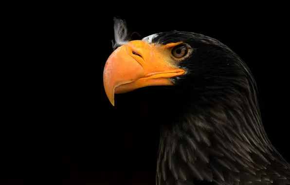Picture beak, hawk, eagle