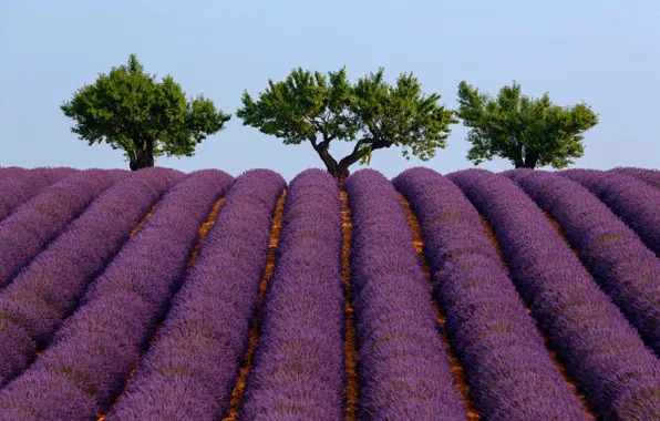 Summer, the sky, trees, France, lavender, Provence