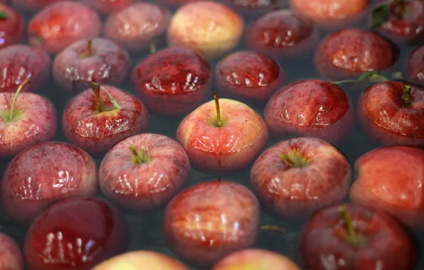 Water, apples, harvest, red, a lot, in the water, swim