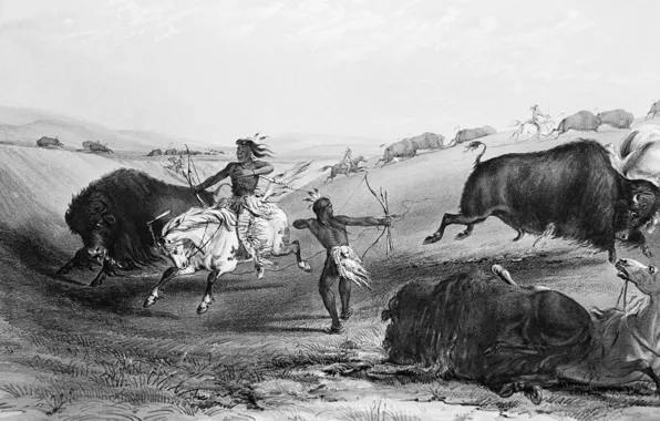 Horse, The Indians, hunting, Buffalo, wild West