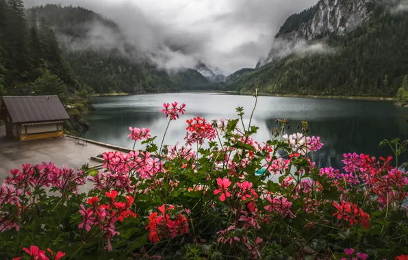 Forest, trees, flowers, mountains, fog, lake, house, geranium