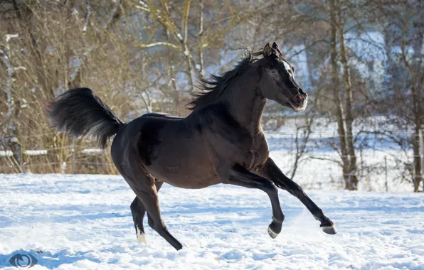 Horse, horse, running, grace, posing, crow, (с) Oliver Seitz