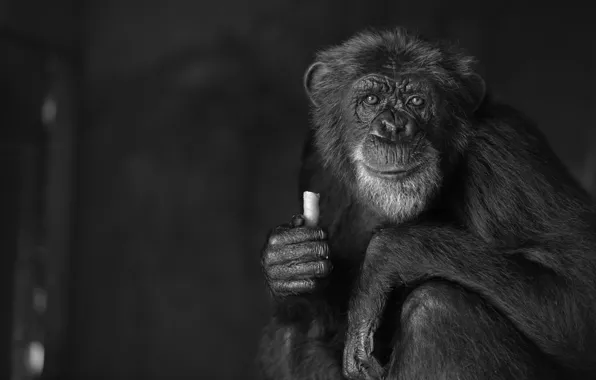 Nature, Monkey, black and white
