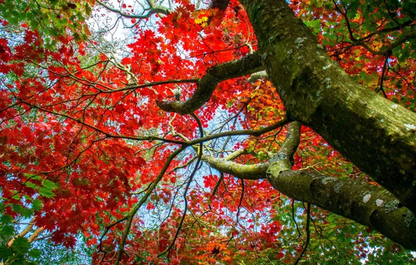 Autumn, branches, tree, maple